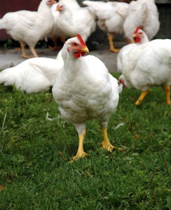 Basics of Preparing Chicken Image